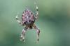 Araneus diadematus